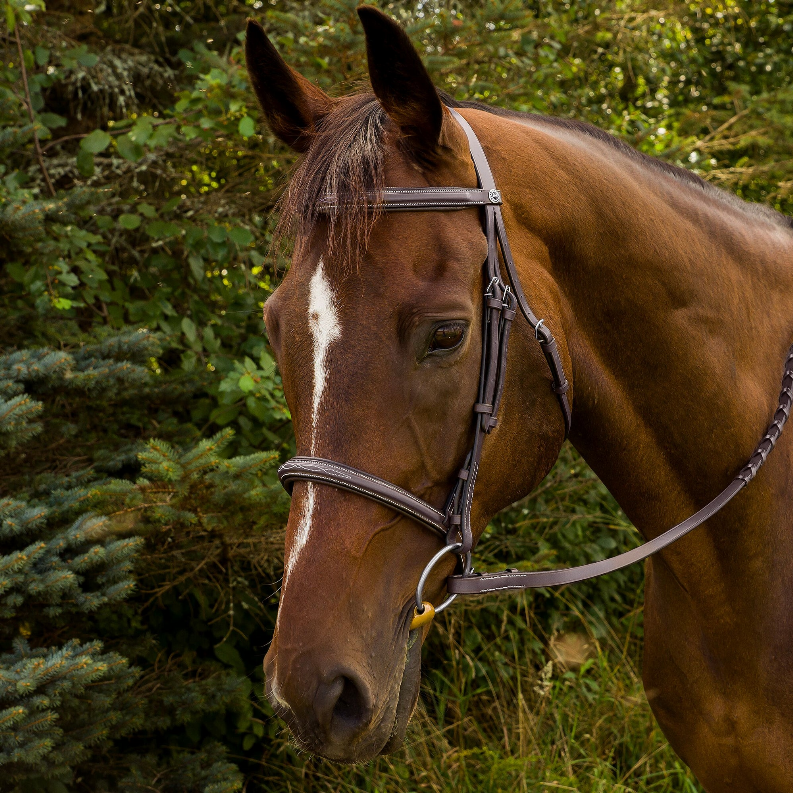 Havana padded bridle with raised brow and laced reins on a horse