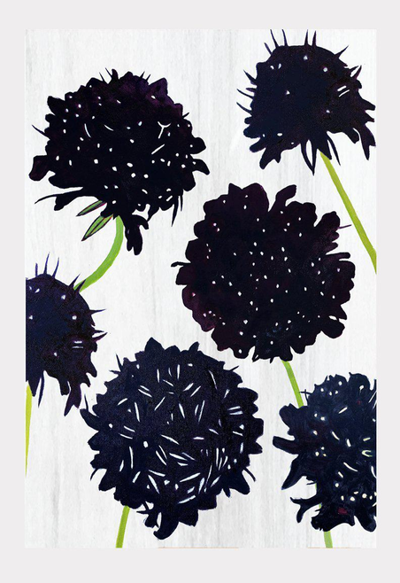 Close-up art print of black scabiosa flowers with green stems on white background