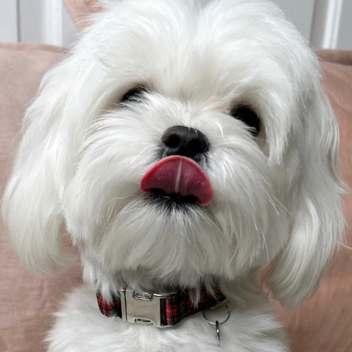 Adjustable Collar - Red Plaid / 1 / Small - Pet Supplies
