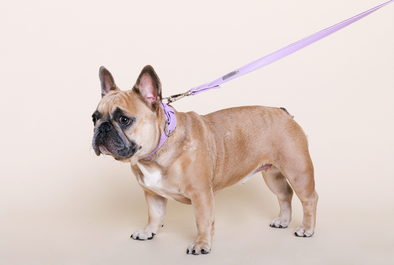Lavender dog collar on a French bulldog with a matching leash