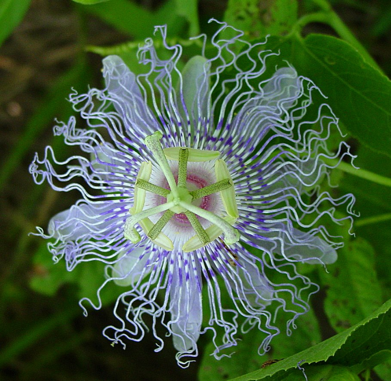 Passion flower blossom with pale purple petals and green striped corona