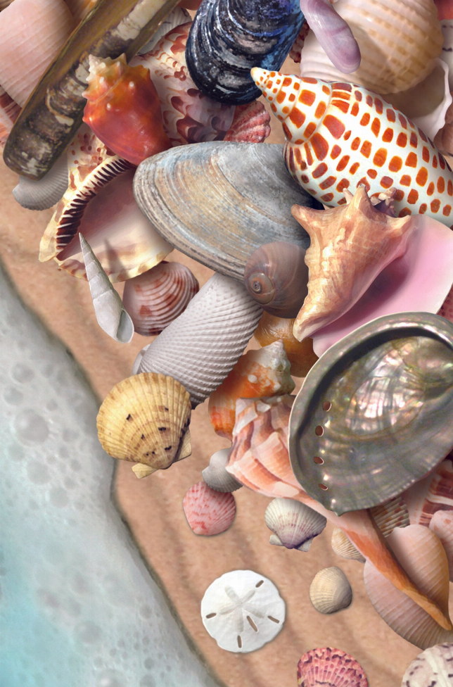 Seashell collage motion postcard with assorted seashell shapes