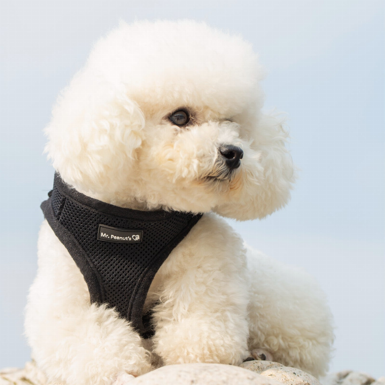 Black mesh step-in harness vest with Mr. Peanut's label on small white dog