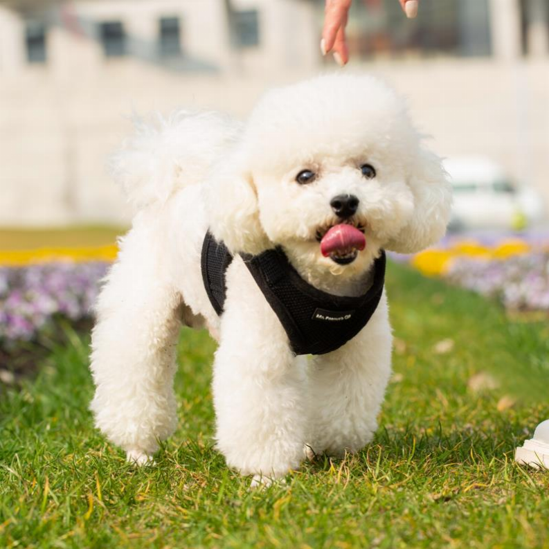 Black mesh step-in harness vest on small white dog