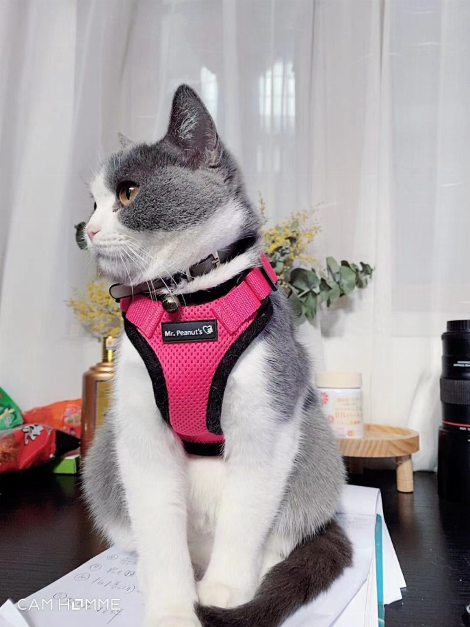 Pink cat harness with Mr. Peanut's logo on gray-and-white cat, with matching leash