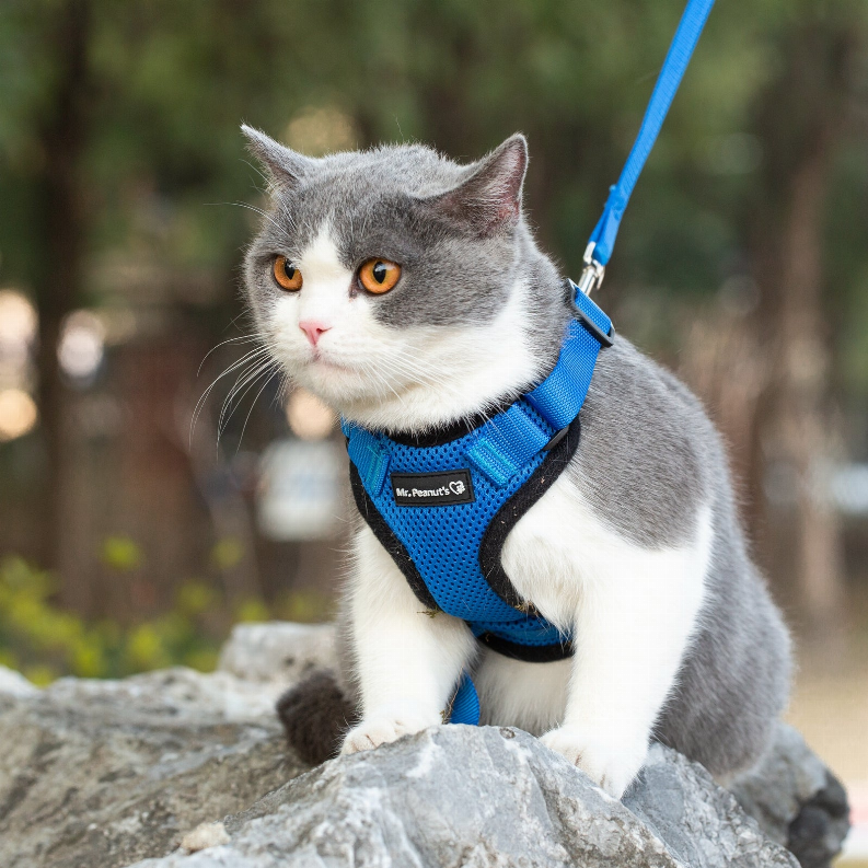 Blue cat harness with Mr. Peanut's logo on gray-and-white cat sitting on rock