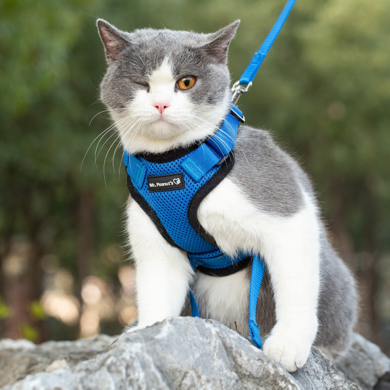 Blue cat harness with Mr. Peanut's logo and blue leash, worn on gray-and-white cat