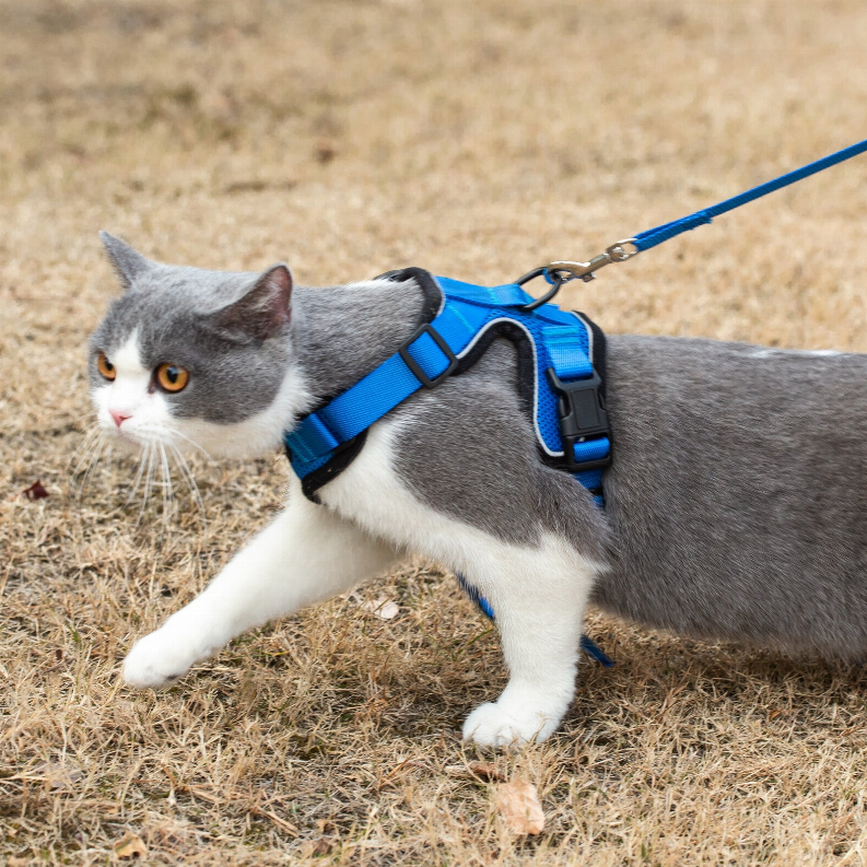 Blue cat harness with matching blue leash, worn on gray-and-white cat on grass