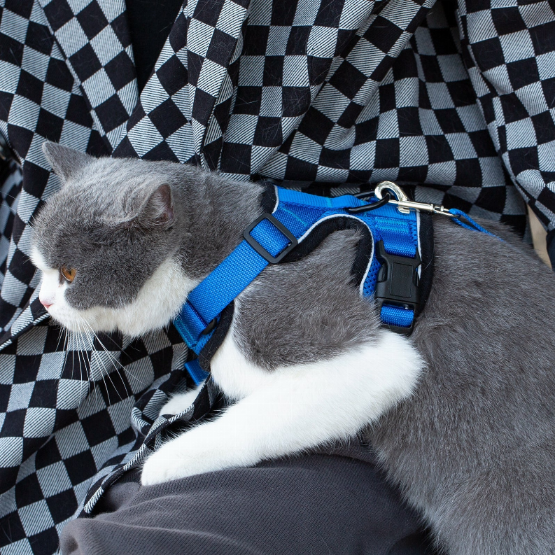 Blue cat harness close-up with Mr. Peanut's logo on gray-and-white cat
