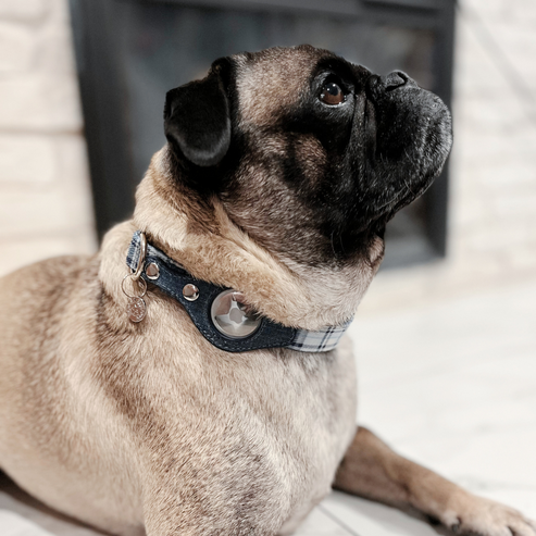 Dog wearing Apple AirTag collar in blue plaid denim with metal D-ring and snap