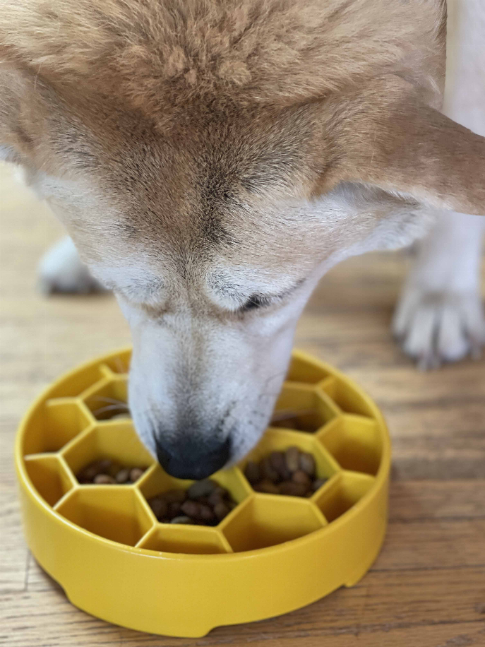 Dog nose at yellow honeycomb slow feeder bowl filled with kibble in hex cells