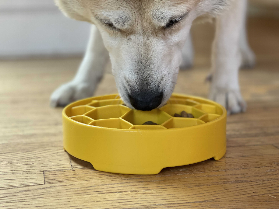 Dog eating from yellow honeycomb slow feeder bowl with kibble in hex compartments