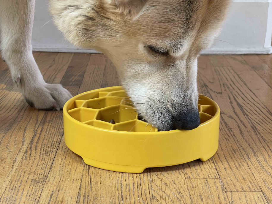 Yellow honeycomb slow feeder bowl on floor with dog eating from hex compartments