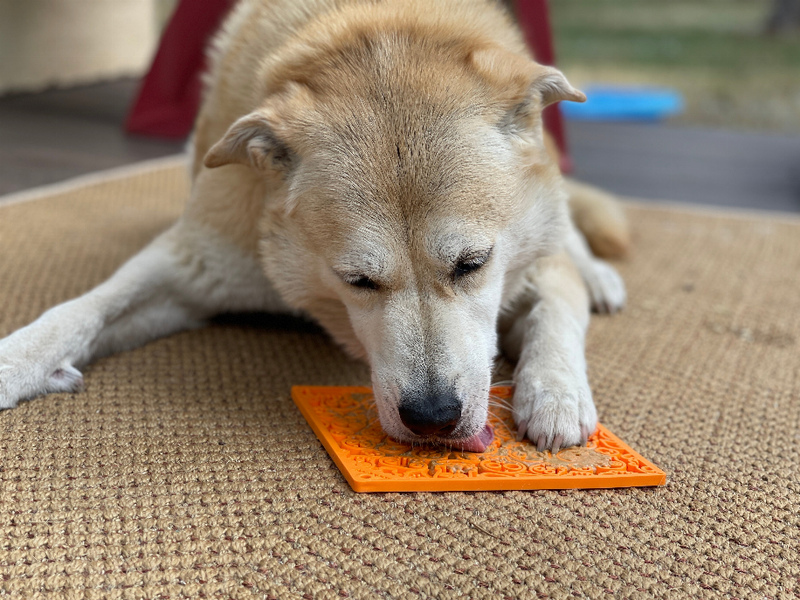 Dog licking an orange textured lick mat with raised zombie face shapes