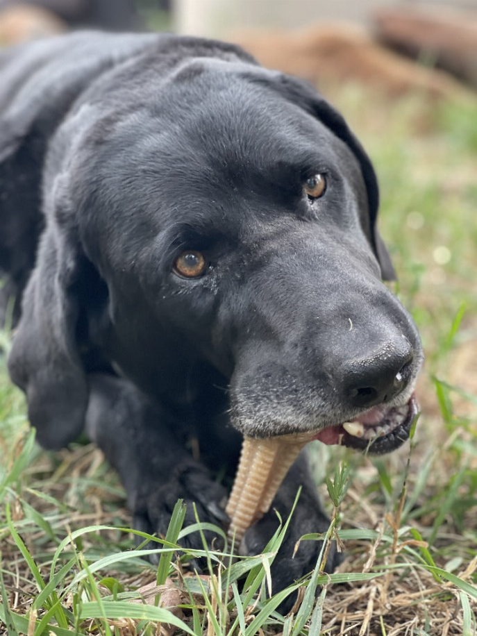 Black dog chewing a brown ribbed dental tower toy in grassy outdoor area