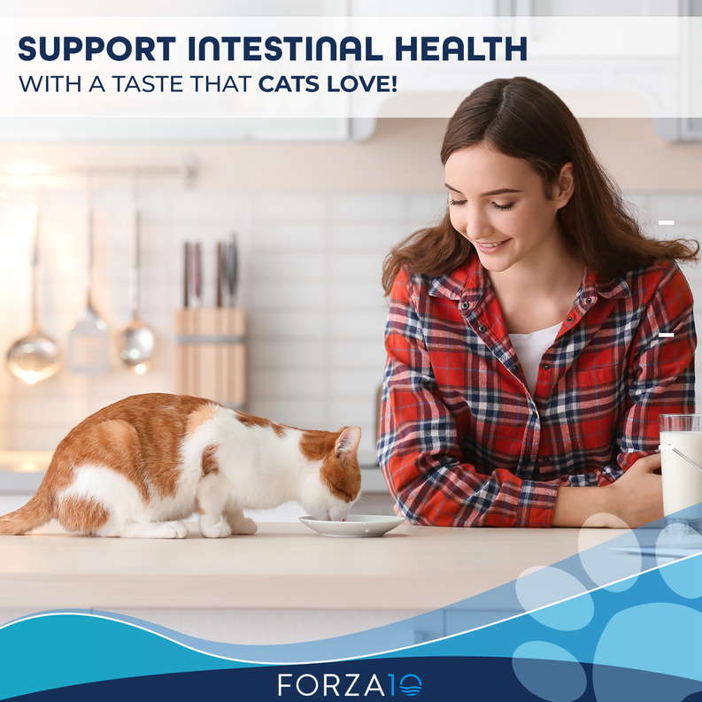 Orange-and-white cat eating from dish beside a smiling woman