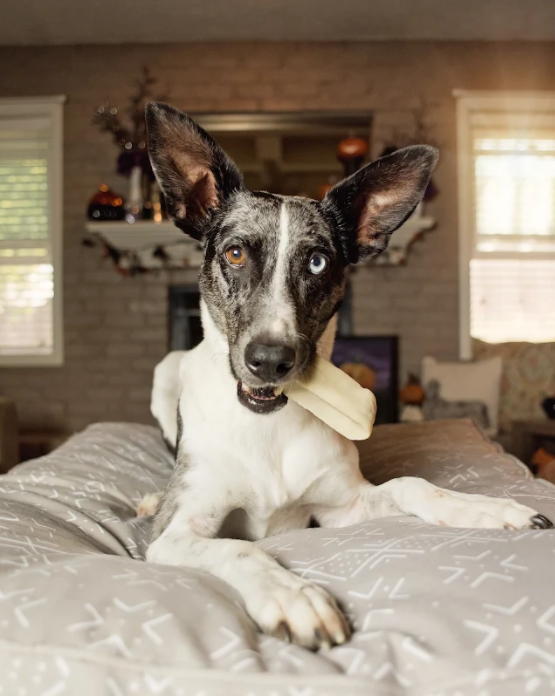 Black-and-white dog wearing a white bandana on a bed