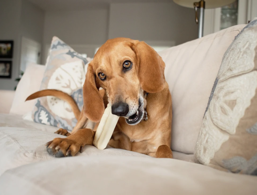 Brown dog wearing a white bandana on a sofa