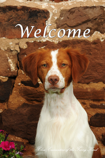Welcome House flag featuring a red-and-white Brittany Spaniel dog illustration