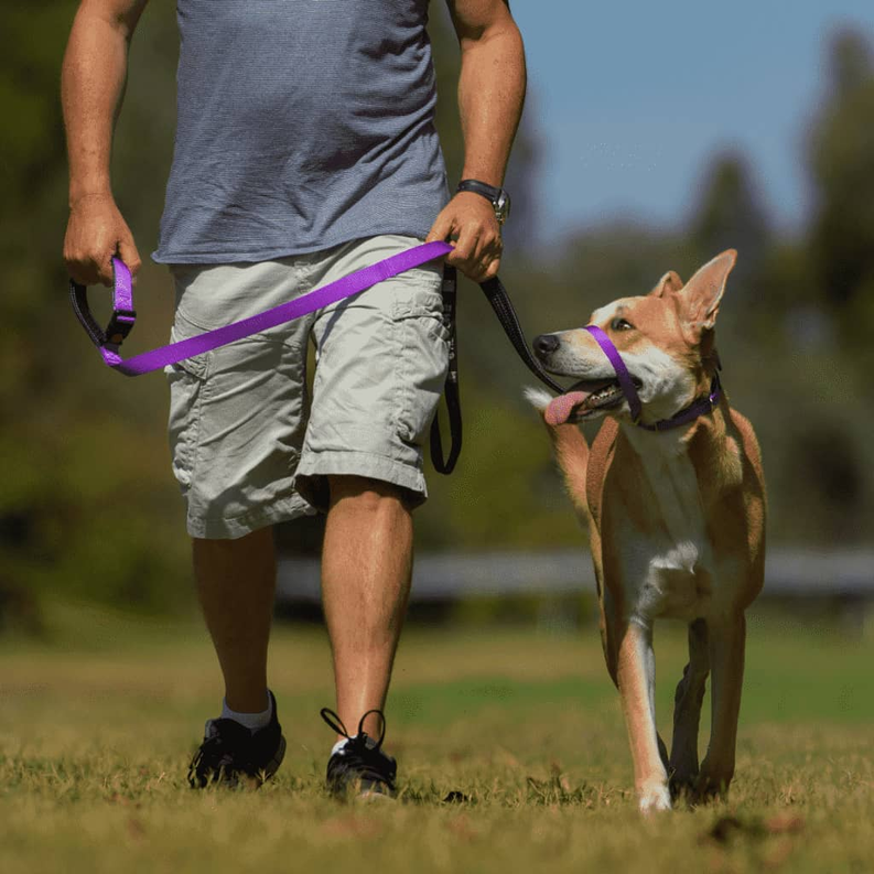 Canny Collar - Pet Supplies