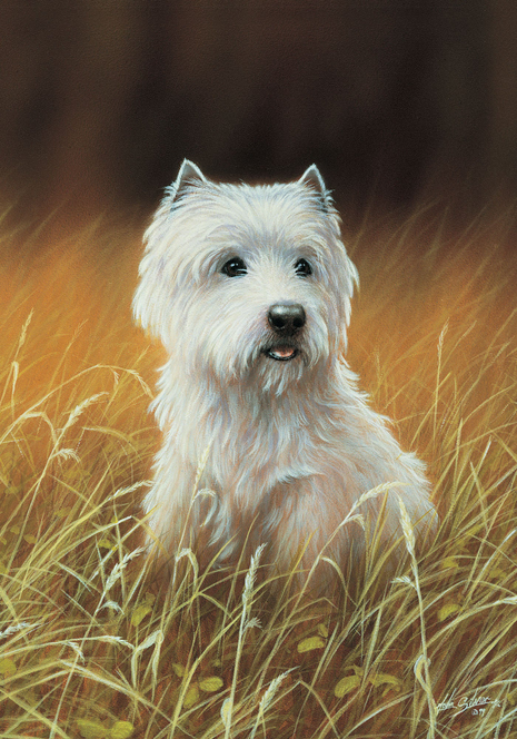 Outdoor dog portrait flag with a white terrier face centered in tall grass