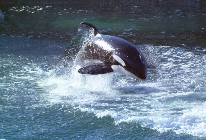 Orca motion magnet with a jumping orca and foamy water splash