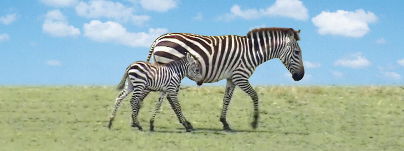 Zebra motion bookmark/ruler with striped animal design