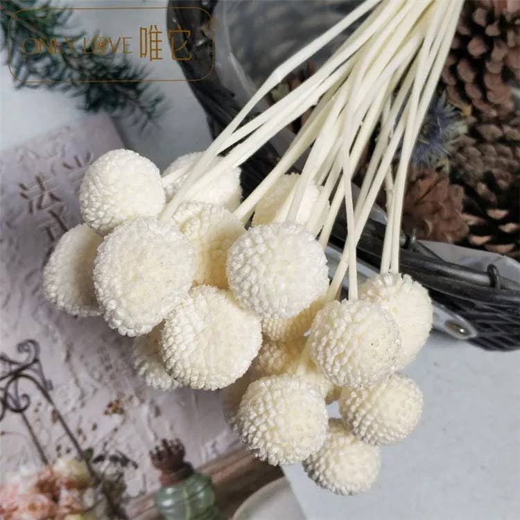 Preserved globosa flowers with white pom-pom blooms and tied stems
