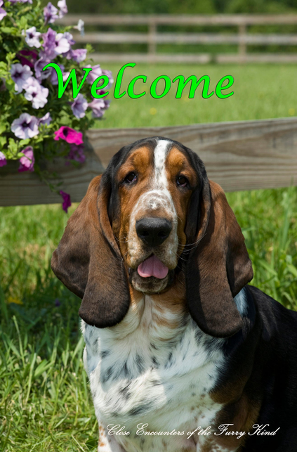 House flag with basset hound portrait and green “Welcome” lettering