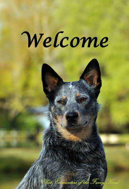 House flag with blue Australian cattle dog and black “Welcome” text