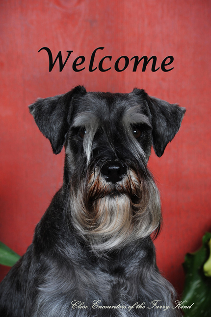 Schnauzer welcome house garden flag with black dog portrait and Welcome text