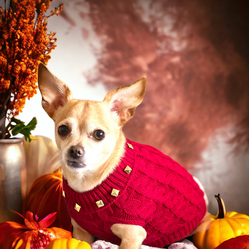 Red dog knit turtleneck sweater with gold studs, worn on small dog
