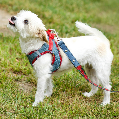 Step-in denim harness on a small white dog with red plaid accents and leash strap