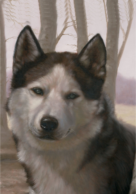 Siberian husky with black ears and white face, close-up portrait