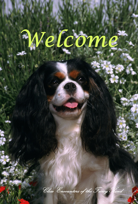 Cavalier King Charles Tri - Close Encounters of the Furry Kind Welcome  House and Garden Flags - 1 / Garden 12" x 17" -…