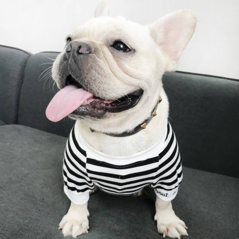 White pet T-shirt with black horizontal stripes, French bulldog wearing it on a couch