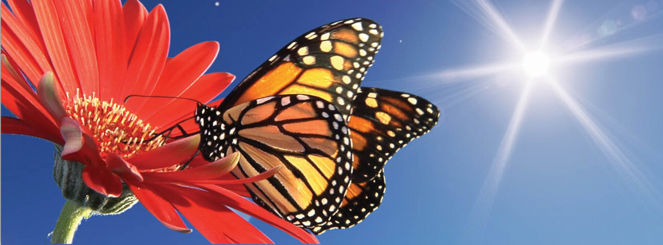 Monarch butterfly animal-art bookmark/ruler with illustrated butterfly in flight
