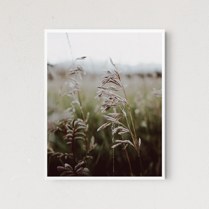 Square framed field photo wall art featuring grasses in a sunlit field, white border