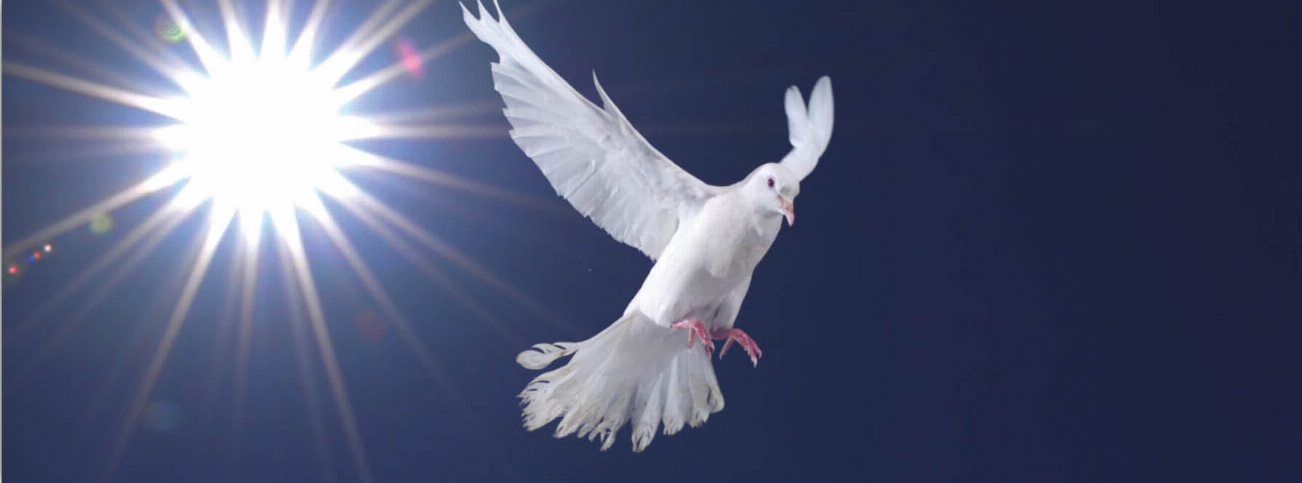 Dove motion bookmark showing a flying dove illustration