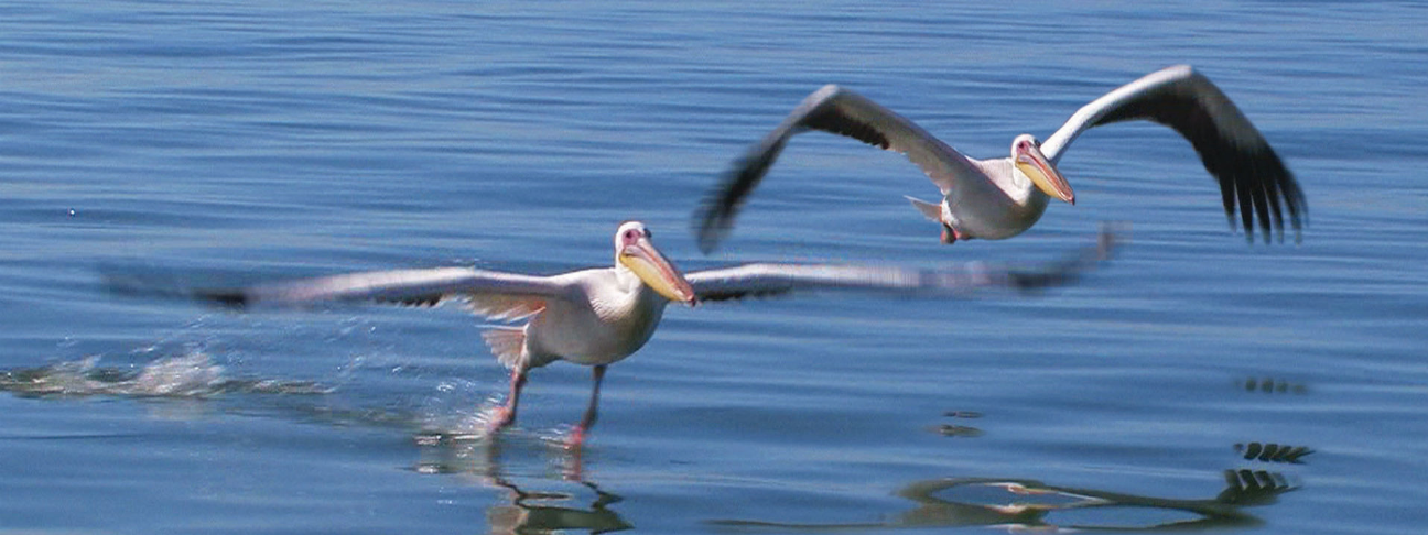 Pelican-themed animal art bookmark and 6-inch ruler, pelicans flying over water