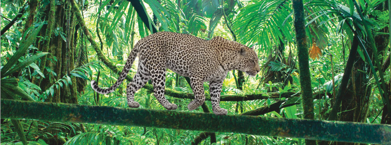 Leopard animal art bookmark and 6-inch ruler with leopard walking illustration