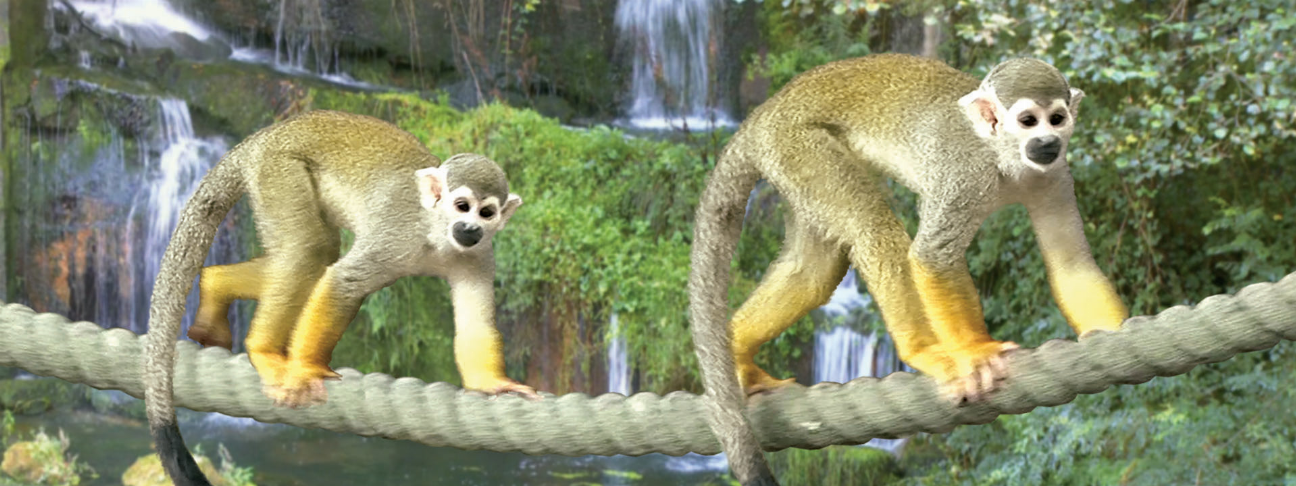 Monkey illustrated 6-inch ruler bookmark with two climbing monkeys on a rope branch