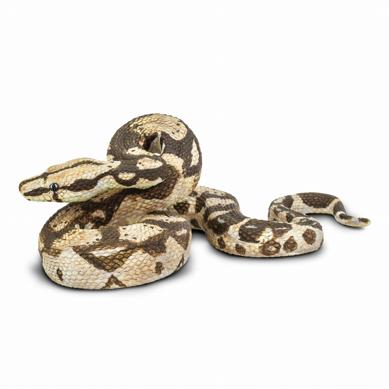 Boa constrictor snake with patterned scales, coiled and head raised
