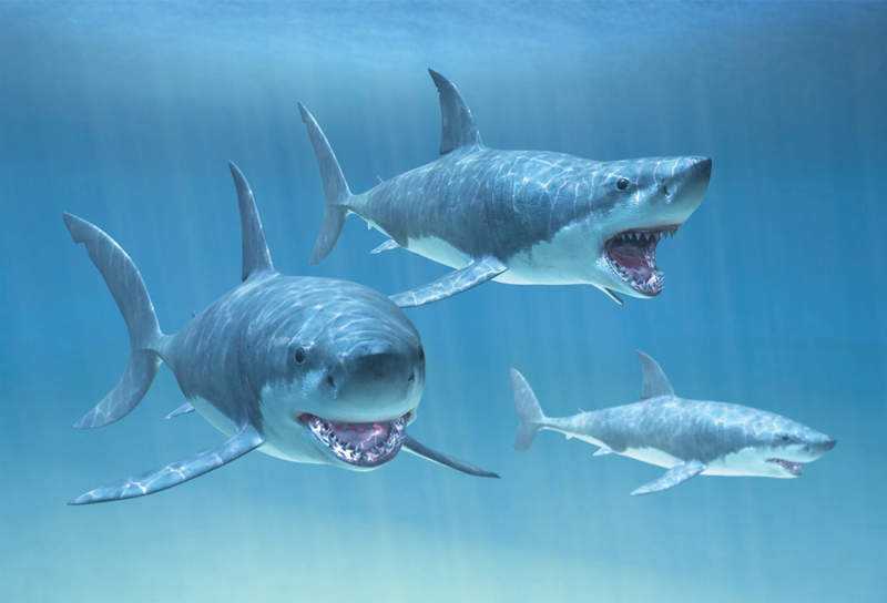 Shark motion magnet with four blue sharks swimming