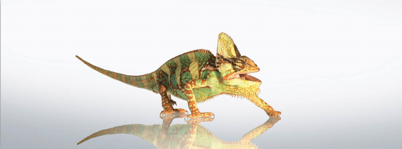 Chameleon animal art bookmark ruler, 6-inch length with chameleon illustration