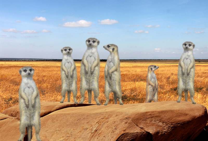 Meerkat motion magnet showing six standing meerkat figures on round wooden base