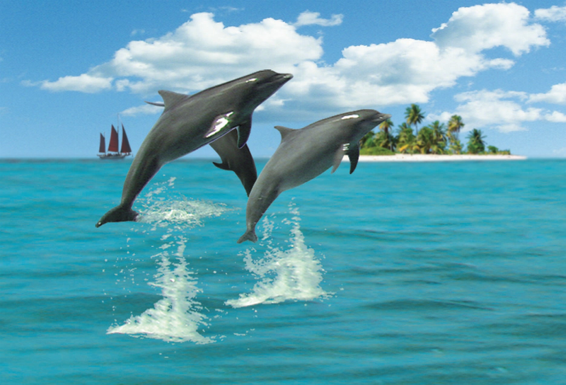 Dolphin motion magnet showing two dolphins breaching above blue ocean