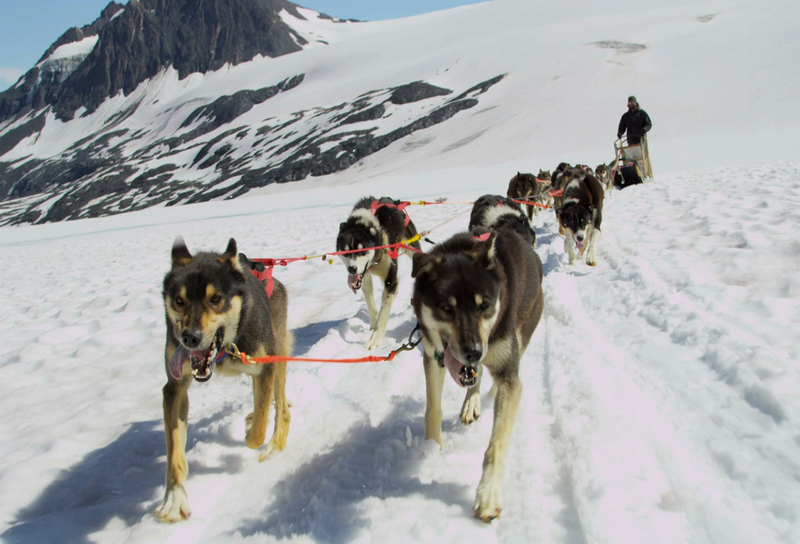 Dog sled motion magnet showing a line of snow dogs pulling a sled team