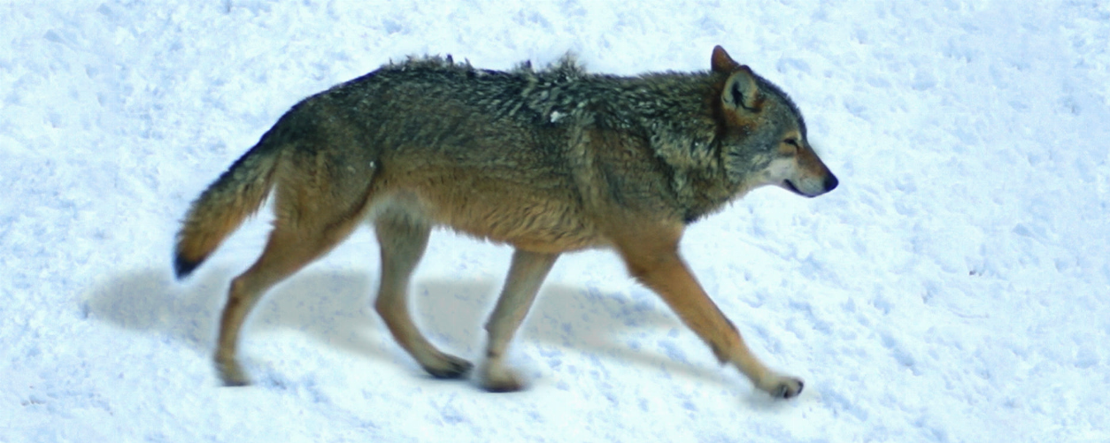 Wolf-themed motion bookmark with illustrated running wolf