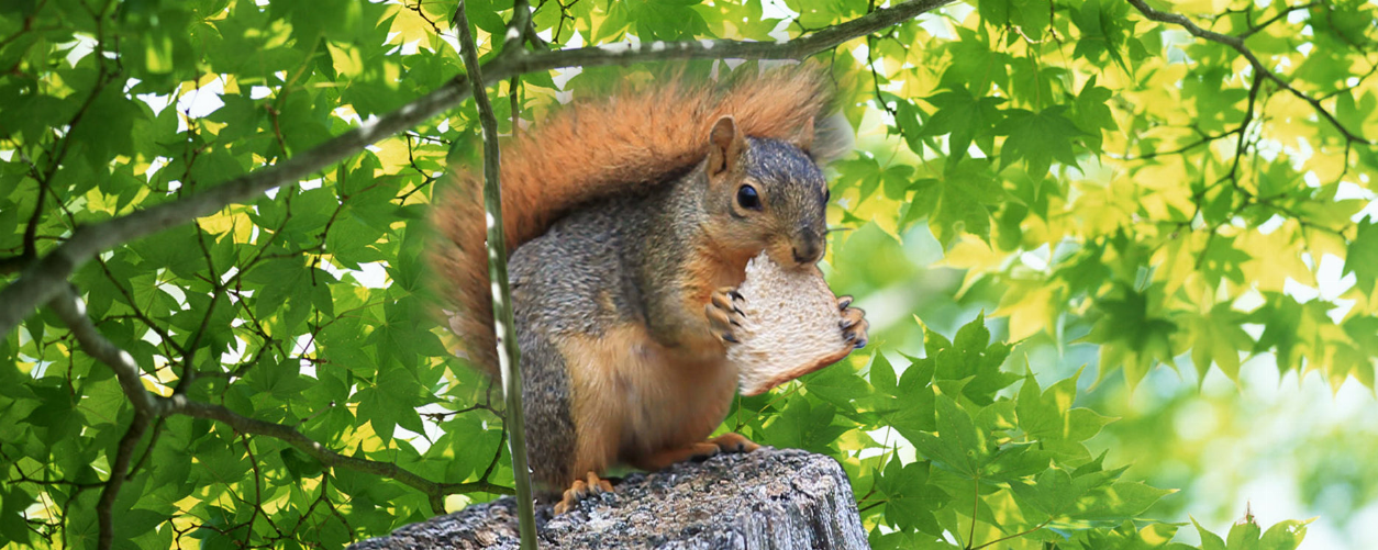 Squirrel-themed animal-art bookmark ruler with motion pose design